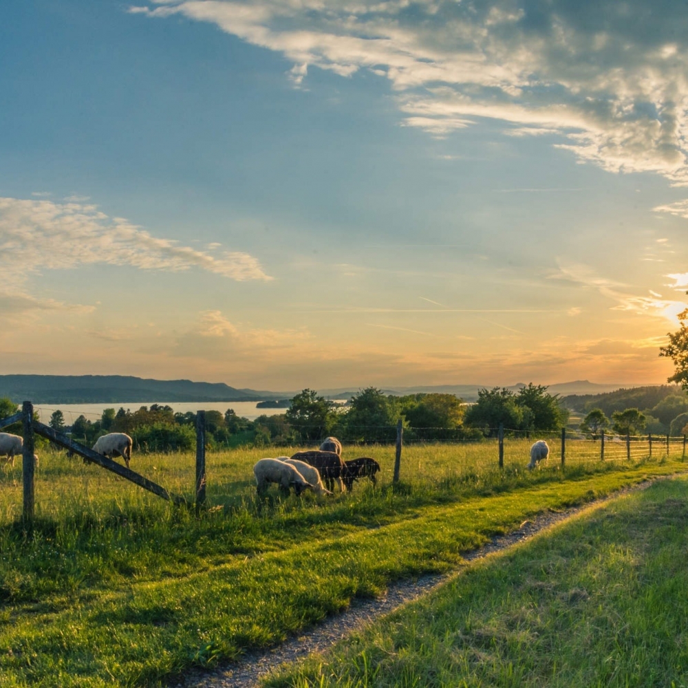 lake-constance-sheep-pasture-sheep-blue-158179